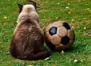 开运体育官方入口-纽卡斯尔主场一球小胜诺里奇，保级形势稍有好转，纽卡斯尔球队